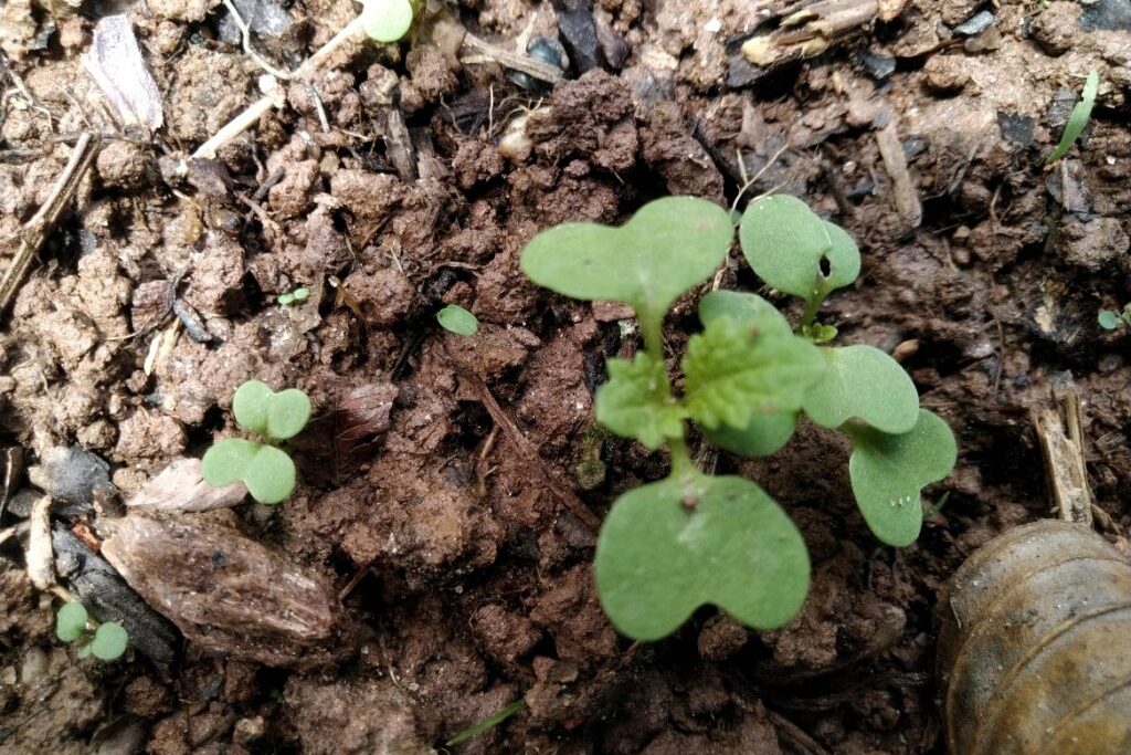 Canteiro meditativo, nossas plantinhas nascendo em formas de corações.