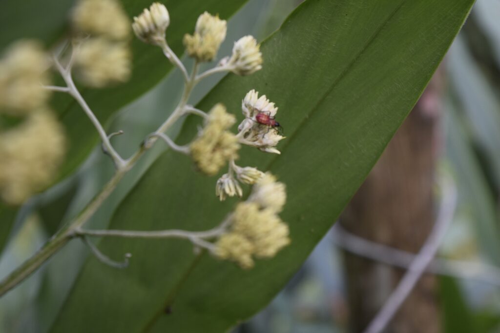 PANCS (plantas alimentícias não convencionais) em nossos canteiros meditativos.